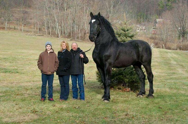 Belgian Horse
