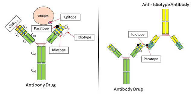 Anti-idiotypic Antibody in Antibody Drug Development