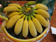 Banana Plants For Sale | Banana Tree In Florida | Banana Tree Fo