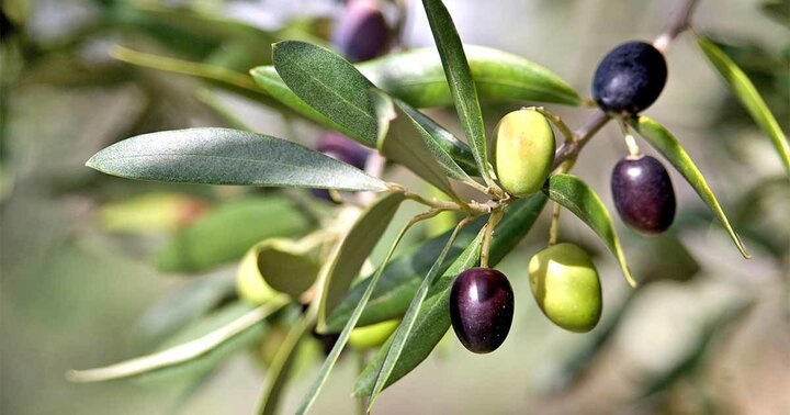 Olive Trees For Sale | Olive Tree In Florida | Everglades Farm