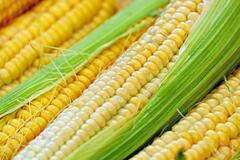 How To Plant Corn