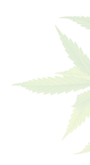 Strains | Costa Mesa marijuana delivery | BasicCure