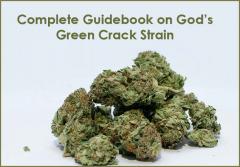 Complete Guidebook on God\u2019s Green Crack Strain