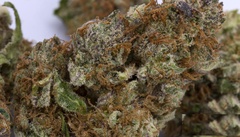 Buy White OG Strain online