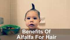 alfalfa hair : top 10 benefits and side effects for health