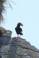 Alaska Birding, Birdwatching Tours - Alaskan Gamefisher