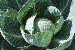 How To Plant Cabbage