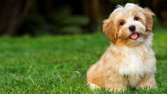 Puppies for Sale | Havanese Puppies - New York