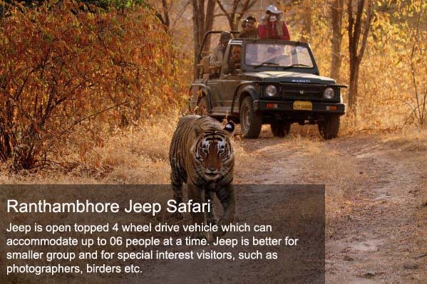 Ranthambore Tour Packages | Ranthambore wildlife tour p - Click4