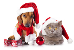 20 Best christmas gift for pets | Special Christmas Gifts for yo