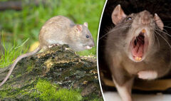 Pest Control London - Best Local Exterminators