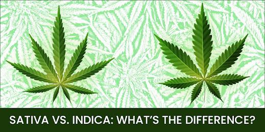 SATIVA VS. INDICA: WHAT’S THE DIFFERENCE?