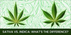 SATIVA VS. INDICA: WHAT\u2019S THE DIFFERENCE?