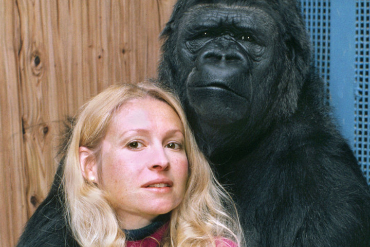 Celebrate Koko The Gorilla's Life With This Incredible Netflix