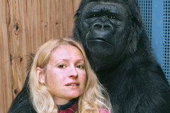 Celebrate Koko The Gorilla&#039;s Life With This Incredible Netflix