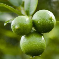 Dwarf Lemon Tree for Sale | Fast Shipping | Everglades Farm