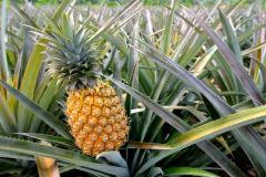 Pineapple Plants For Sale at Discounted Price | Everglades Farm