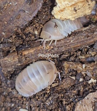 Some Of The Most Vital Concepts About Isopod