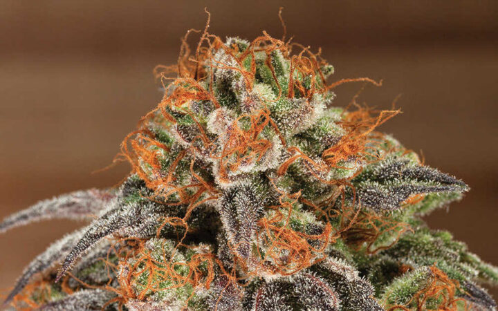 What Makes Strongest Weed Strains So Special