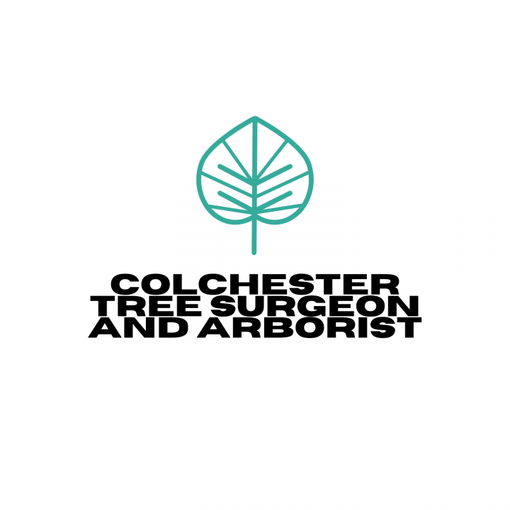 Colchester Tree Surgeon and Arborist