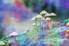 Magic Mushrooms Are Potential Treatment For Depressed People