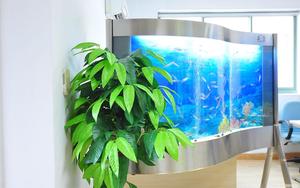 Introduce some knowledge about aquarium filters