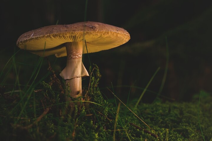 Teaching How to Locate Mushrooms on the Field in 5 Easy Steps