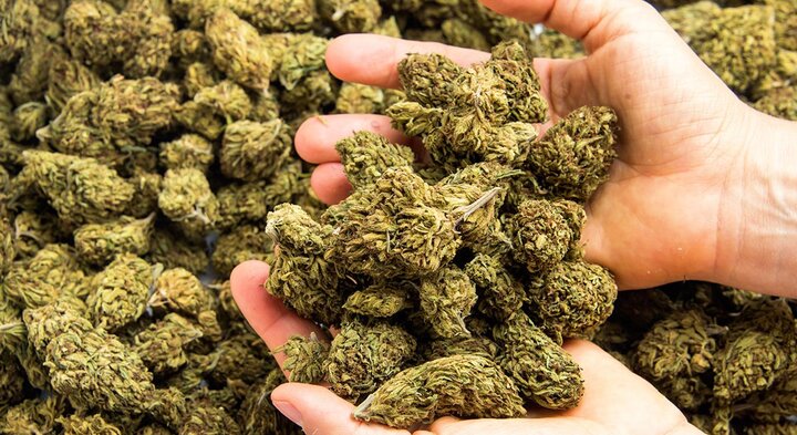 The Benefits of Buying Cannabis Online	