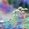 Magic Mushrooms Are Potential Treatment For Depressed People