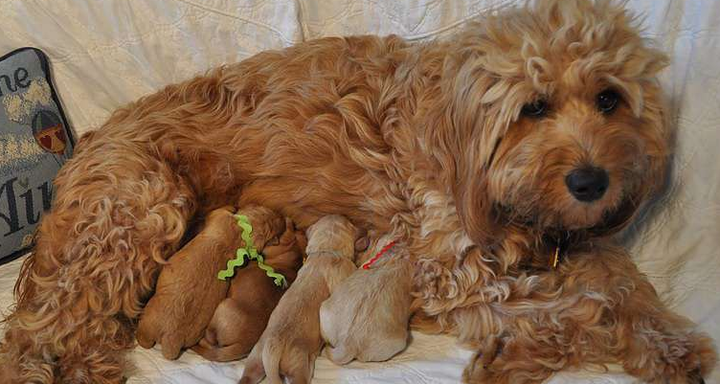 Golden Doodles Kissimmee: Finding the Perfect Breeder