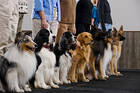 Effective Puppy Training in Orange County: The Benefits of a Dog Behaviorist