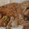 Golden Doodles Kissimmee: Finding the Perfect Breeder