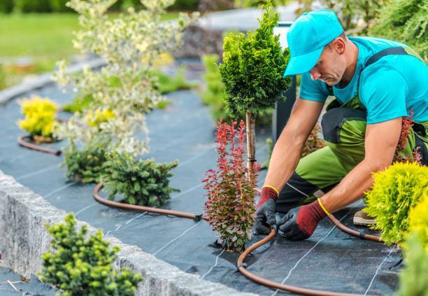 Trusted Gardeners Epping: Creating Stunning Gardens Daily with Absolute Green Life
