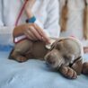 Signs of Cancer Emergencies in Pets: What to Look For
