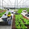 5 Forgotten Farming Techniques That Could Save Our Soil (And Our Future)