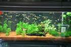 It is Very Necessary to Choose a Reliable Public Aquarium Manufacturer