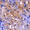 DS IHC Kits for Human and Rodent Tissues