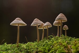 The Next 100 Things To Immediately Do About Shrooms Canada