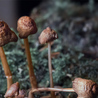 Ancient Hominin Diets Buy shrooms online and the Ecology of Psilocybin-Containing Fungi