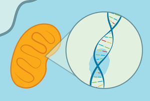  Unveiling the Importance: Mitochondrial DNA and Inherited Diseases