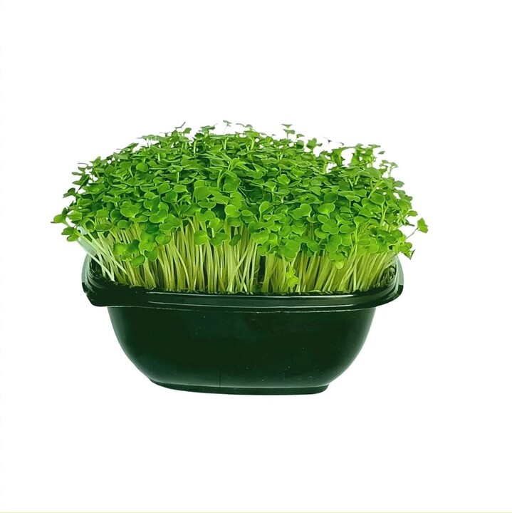 What are the Top Advantages of Using Microgreens Growing Kit?