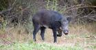Learn All The Secrets Of Black Bear Hunting