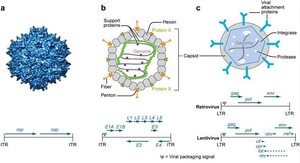 Development of Gene Therapy Viral Vectors for Rare Diseases