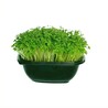 What are the Top Advantages of Using Microgreens Growing Kit?