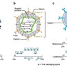 Development of Gene Therapy Viral Vectors for Rare Diseases