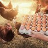Egg Wholesale Price in Namakkal | Sri selvalakshmi Feeds &amp; Farms