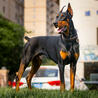 Ready to Welcome a Loyal Companion? Learn More About European Doberman Puppies