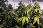 Unearthing the Best Regular Seeds: A Grower&#039;s Guide