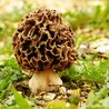 Mushroom cultivation Buy Lsd Canada