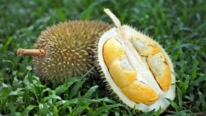 Exploring the Unique Flavor and Aroma of Black Thorn Durian: All You Need to Know